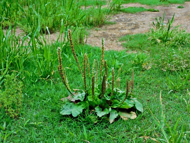 オオバコ　サイリウム　