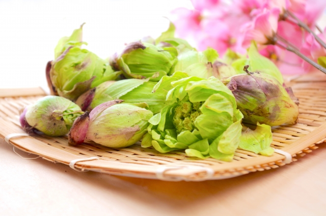 ふきのとう　フキノトウ　蕗の薹